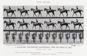 Eadweard Muybridge : La Marche - Eadweard Muybridge