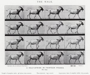 Eadweard Muybridge : La Marche - Eadweard Muybridge