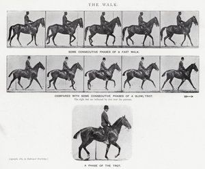 Eadweard Muybridge : La Marche - Eadweard Muybridge