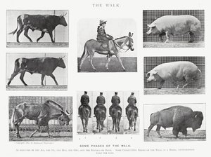 Eadweard Muybridge : La Marche - Eadweard Muybridge