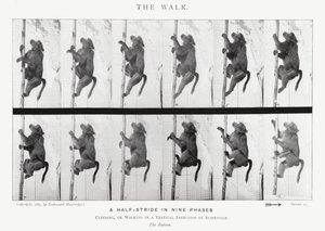Eadweard Muybridge : La Marche - Eadweard Muybridge