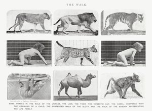 Eadweard Muybridge : La Marche - Eadweard Muybridge