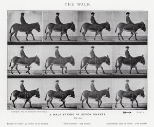 Eadweard Muybridge : La Marche (photo n/b) - Eadweard Muybridge