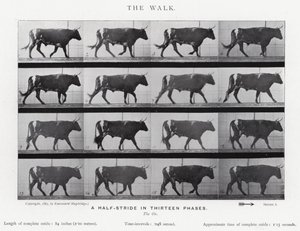 Eadweard Muybridge : La Marche (photo n/b) - Eadweard Muybridge