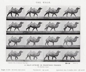 Eadweard Muybridge : La Marche (photo n/b) - Eadweard Muybridge