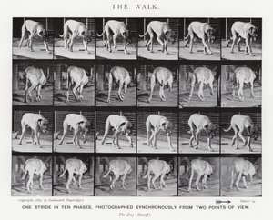 Eadweard Muybridge : La Marche (photo n/b) - Eadweard Muybridge