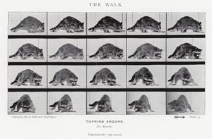 La Marche - Eadweard Muybridge