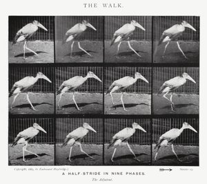 La Marche - Eadweard Muybridge