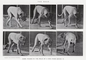 La Marche - Eadweard Muybridge