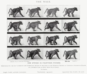 La Marche - Eadweard Muybridge
