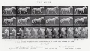Eadweard Muybridge : La Marche (photo n/b) - Eadweard Muybridge