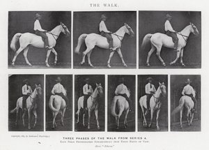 Eadweard Muybridge : La Marche (photo n/b) - Eadweard Muybridge