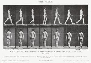 Eadweard Muybridge : La Marche (photo n/b) - Eadweard Muybridge