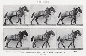 Eadweard Muybridge : La Marche (photo n/b) - Eadweard Muybridge