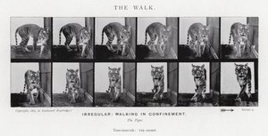 Eadweard Muybridge : La Marche (photo n/b) - Eadweard Muybridge