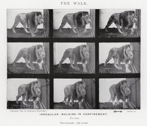 Eadweard Muybridge : La Marche (photo n/b) - Eadweard Muybridge