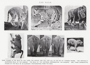 Eadweard Muybridge : La Marche (photo n/b) - Eadweard Muybridge