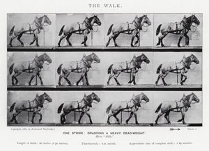 La Marche - Eadweard Muybridge