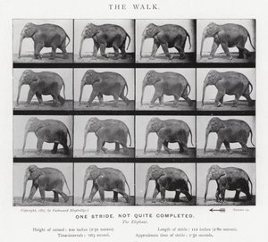 La Marche - Eadweard Muybridge