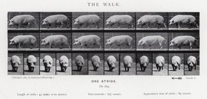 La Marche - Eadweard Muybridge