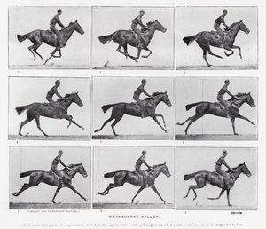 Eadweard Muybridge : Galop Transversal - Eadweard Muybridge