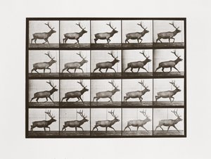 Élan, Planche 692 de Animal Locomotion, 1887 - Eadweard Muybridge