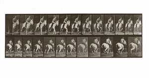 Cheval au galop avec cavalier, Planche 635 de Animal Locomotion, 1887 - Eadweard Muybridge