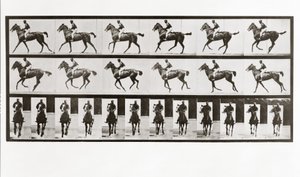 Cheval et cavalier, Planche 621 de Animal Locomotion, 1887 - Eadweard Muybridge