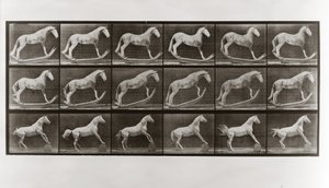 Cheval sur des bascules et cheval roulant un tonneau, Planche 649 de Animal Locomotion, 1887 - Eadweard Muybridge