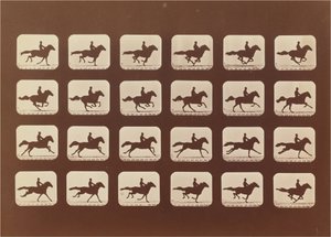 Chevaux. Courir. Phyrne L. No. 40 - Eadweard Muybridge