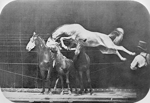 Sauter par-dessus trois chevaux... cheval alezan Hornet, de 