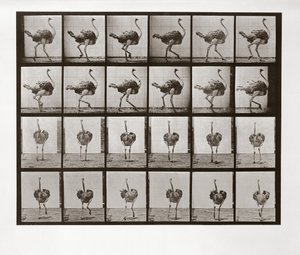 Autruche courant, Planche 772 de Animal Locomotion, 1887 - Eadweard Muybridge