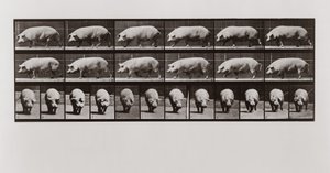 Cochon marchant, Planche 673 de Animal Locomotion, 1887 - Eadweard Muybridge