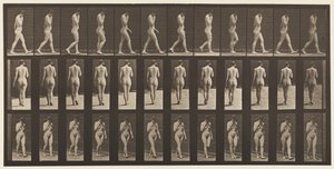 Planche 14. Marche, main droite au menton, 1872-1885 - Eadweard Muybridge
