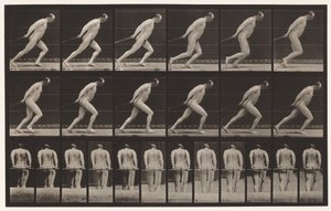 Planche 392. Traîner un rouleau de jardin, 1872-1885 - Eadweard Muybridge