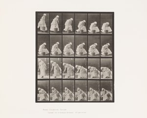 Planche 438. Poser un seau et se préparer à frotter - Eadweard Muybridge
