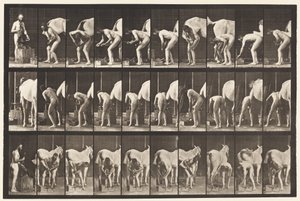 Planche 508. Ferrer un cheval - Eadweard Muybridge
