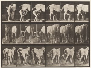Plaque 509. Ferrer un cheval - Eadweard Muybridge