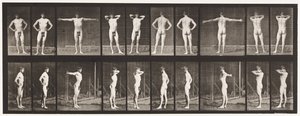 Planche 529. Diverses poses - Eadweard Muybridge