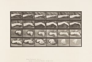 Planche 532. Mouvement de la main; Dessiner un cercle - Eadweard Muybridge