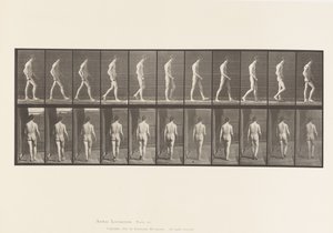 Planche 554. Ataxie locomotrice ; marche - Eadweard Muybridge