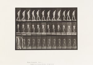 Planche 559. Sclérose en plaques; Marchant avec une canne - Eadweard Muybridge