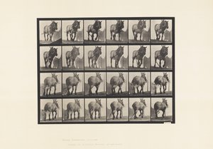 Planche 564. Traction; Chaîne de Bûche Cassée; Cheval Belge Gris-Foncé Dusel - Eadweard Muybridge