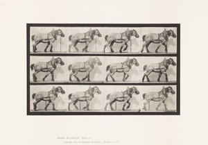 Planche 565. Traction; Cheval Belge Gris-Foncé Dusel - Eadweard Muybridge