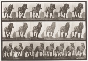 Traction; Cheval belge gris foncé Dusel, 1885