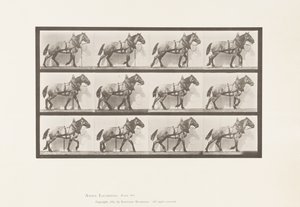 Traction; Cheval belge gris foncé Billy - Eadweard Muybridge