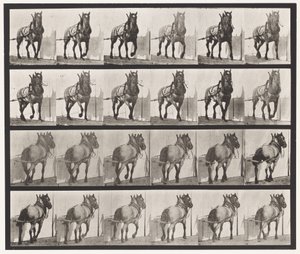 Planche 568. Traction; Cheval Belge Gris Foncé Billy - Eadweard Muybridge