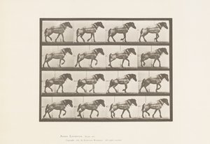 Traction; Cheval belge gris foncé Hansel, 1885 - Eadweard Muybridge