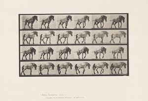 Planche 570. Tirer; Cheval belge gris foncé Hansel