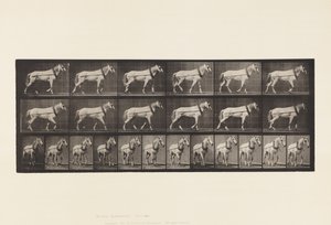Planche 571. Tirer; Jument gris clair Johnson - Eadweard Muybridge